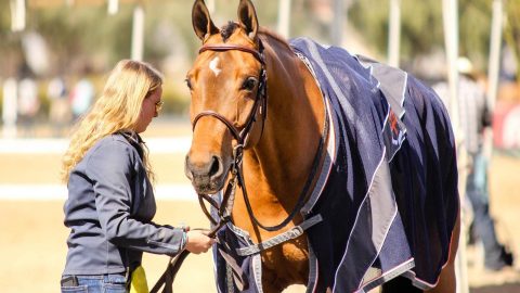 Gallery Horse Blog