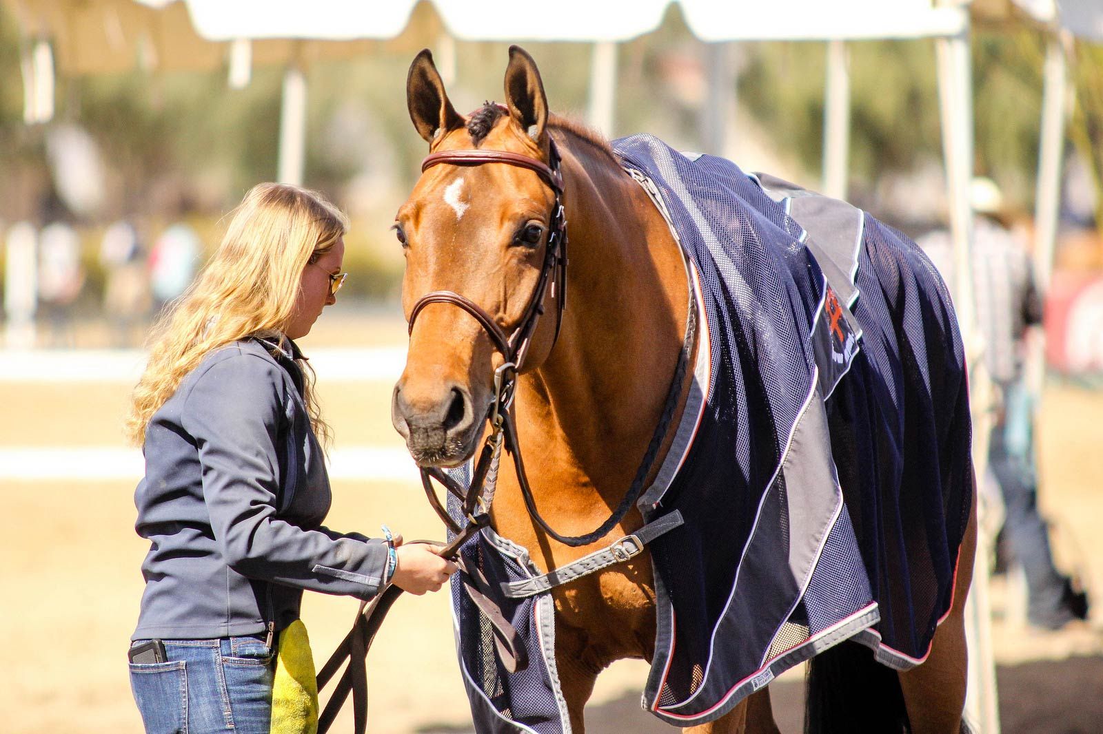 Gallery Horse Blog