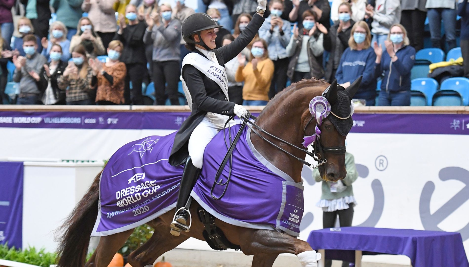 Competition Dressage Horse