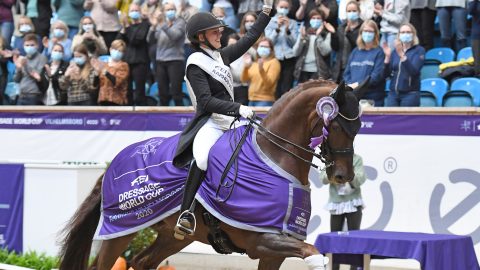 Competition Dressage Horse