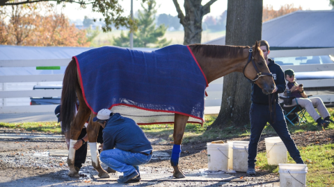 Do People Really Know How to Handle a Horse?